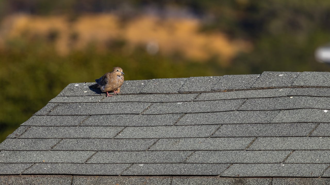 Bird on roof shingles